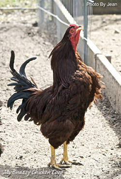 A Buckeye rooster