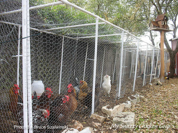 The Chicken Run – 5 Tips for Giving Your Chickens Space to “Run”