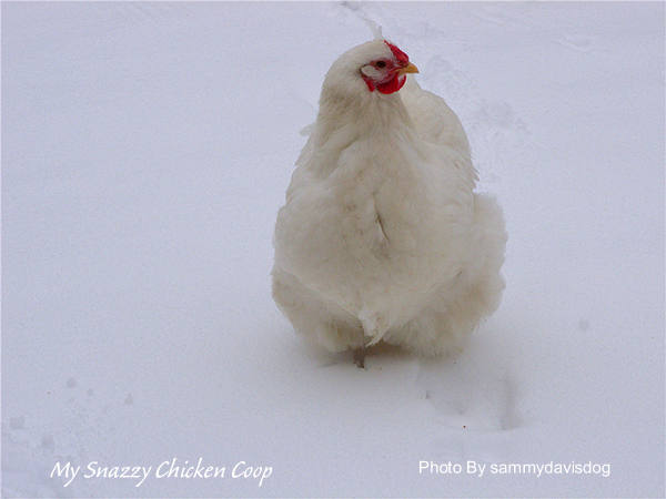 White Wyandotte Hen