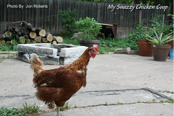 Knowing How to build a chicken coop using a dog kennel | Venpa