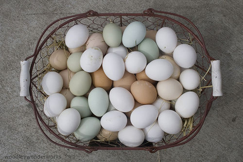 egg-colours