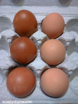 maraneggs